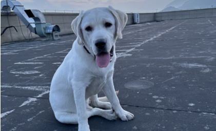 Your internal Guide: What is Competitive Environment Analysis?